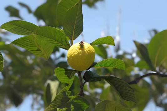 Lemon Guava Seeds 10 Pack - Organic Psidium guajava, Yellow Guava, Tropical Fruit Seeds for Home Gardening