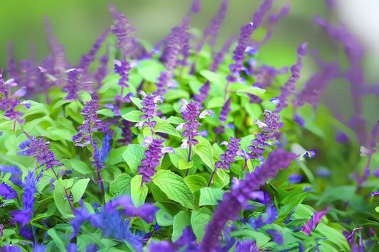 Chia (Salvia hispanica)