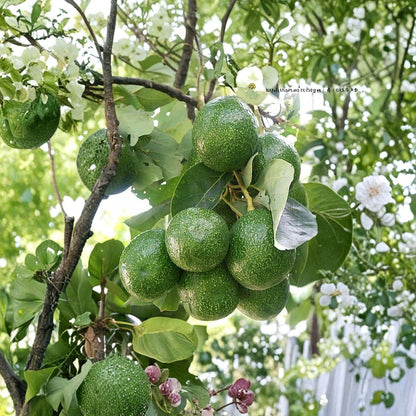 Beta Avocado Tree – Persea americana  Grafted Live Avocado Tree | 1 Gallon Pot Type B Flowering • Florida Variety • Mid-Season Producer