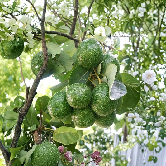 Beta Avocado Tree – Persea americana  Grafted Live Avocado Tree | 1 Gallon Pot Type B Flowering • Florida Variety • Mid-Season Producer