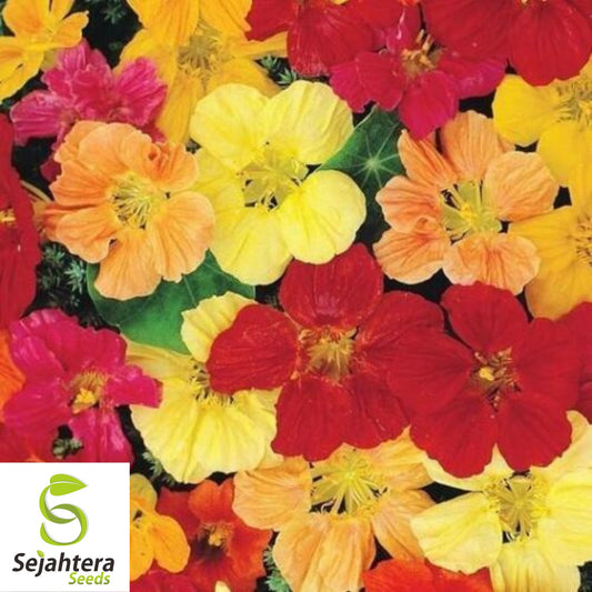 25 Nasturtium Seeds (Mix) | Rock Cress Climbing Edible Flowers