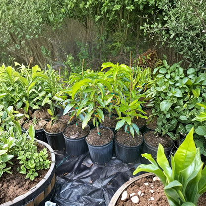 Bombay Mango Tree – Mangifera indica Grafted Live Tree | 2–4 Feet Tall | Indian Flavor Classic  Fiberless & Resinous | Vigorous Grower | Ships to All States