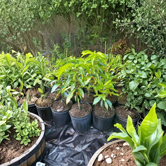 Bombay Mango Tree – Mangifera indica Grafted Live Tree | 2–4 Feet Tall | Indian Flavor Classic  Fiberless & Resinous | Vigorous Grower | Ships to All States