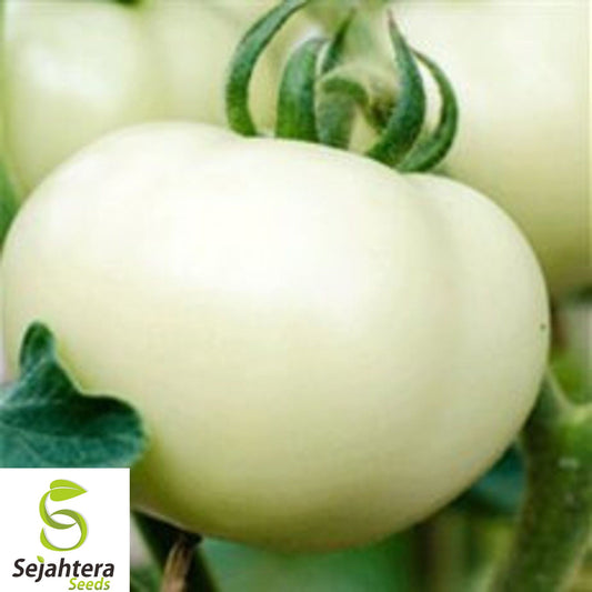 120+ Great White Tomato Seeds - Heirloom, Organic, Rare & Sweet Beefsteak Variety