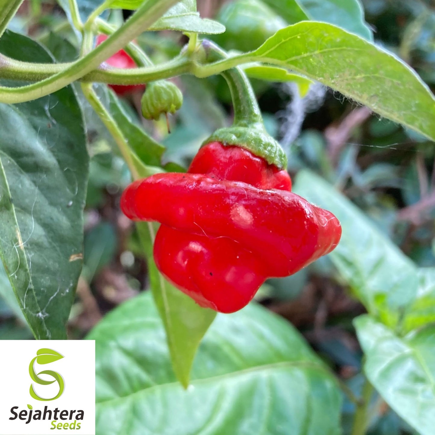 20 Jamaican Red Mushroom Pepper Seeds - Non-GMO, Spicy & Unique Variety