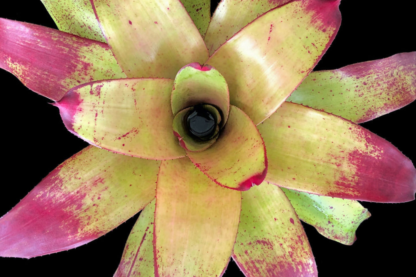 Neoregelia Plant 6" Pot Tossed Salad Lime Green Foliage Red Tips Neoregelia Hybrid for Interior Landscape Care