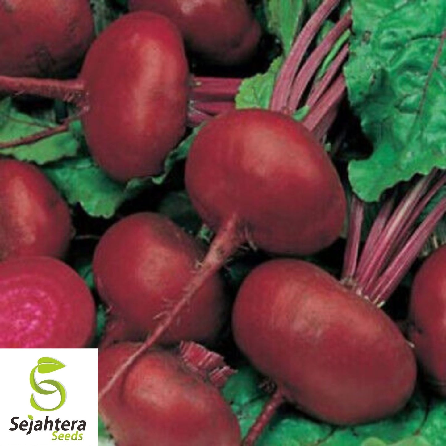 Crosby’s Egyptian Beet Seeds 100 Ct | Heirloom Vegetable NON-GMO USA