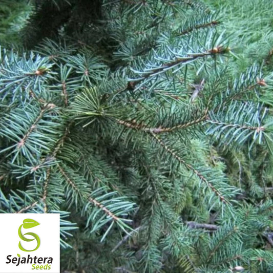 Christmas Day Spruce Seeds {Picea meyeri} Blue Needles 20 Seeds