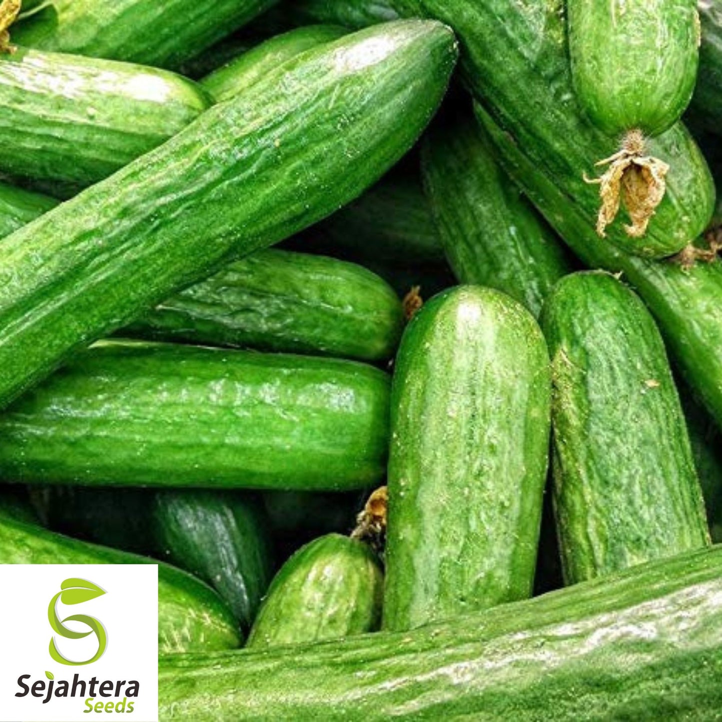Beit Alpha Cucumber Seeds - 25+ Heirloom, Organic, Non-GMO & Crisp