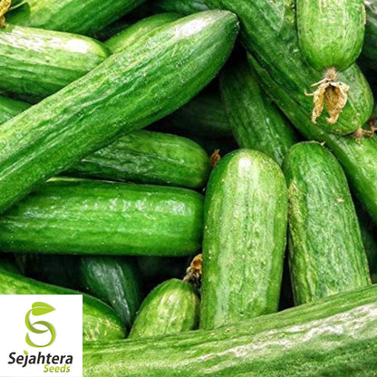 Beit Alpha Cucumber Seeds - 25+ Heirloom, Organic, Non-GMO & Crisp