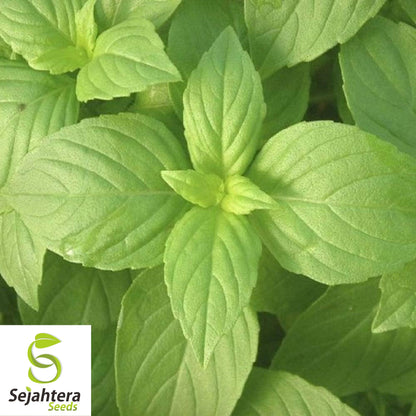 200 Lemon Basil Seeds - Non-GMO, Citrus-Scented Herb Variety