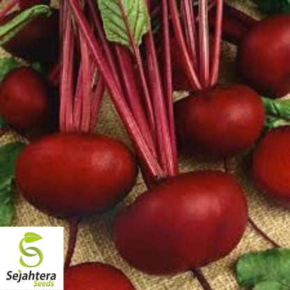 Crosby’s Egyptian Beet Seeds 100 Ct | Heirloom Vegetable NON-GMO USA