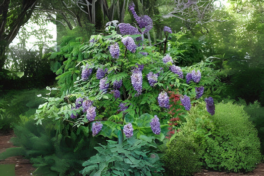 American Wisteria (Wisteria frutescens)