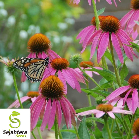 100+ Monarch Butterfly Wildflower Mix Seeds - Colorful Blooms & Milkweed