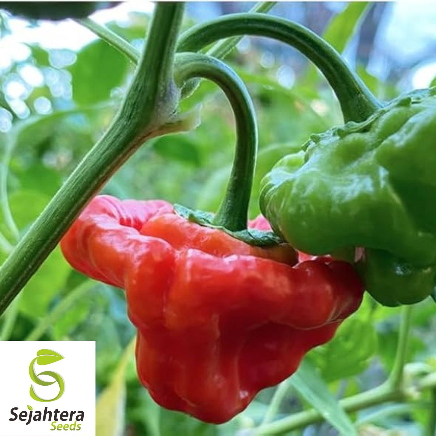 20 Jamaican Red Mushroom Pepper Seeds - Non-GMO, Spicy & Unique Variety