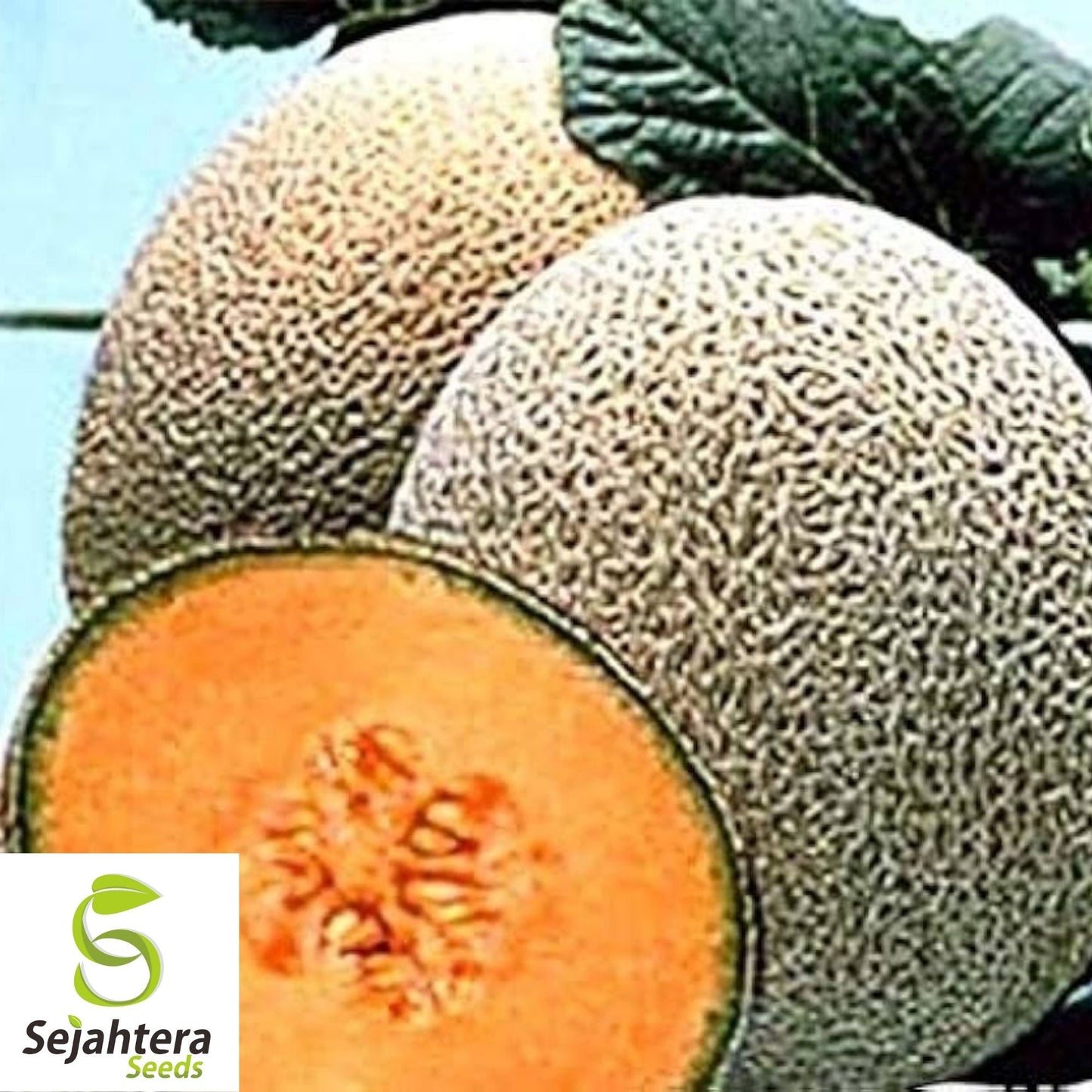 Hale's Best Jumbo Cantaloupe Seeds 50+ | Sweet Melon Fruit NON-GMO USA