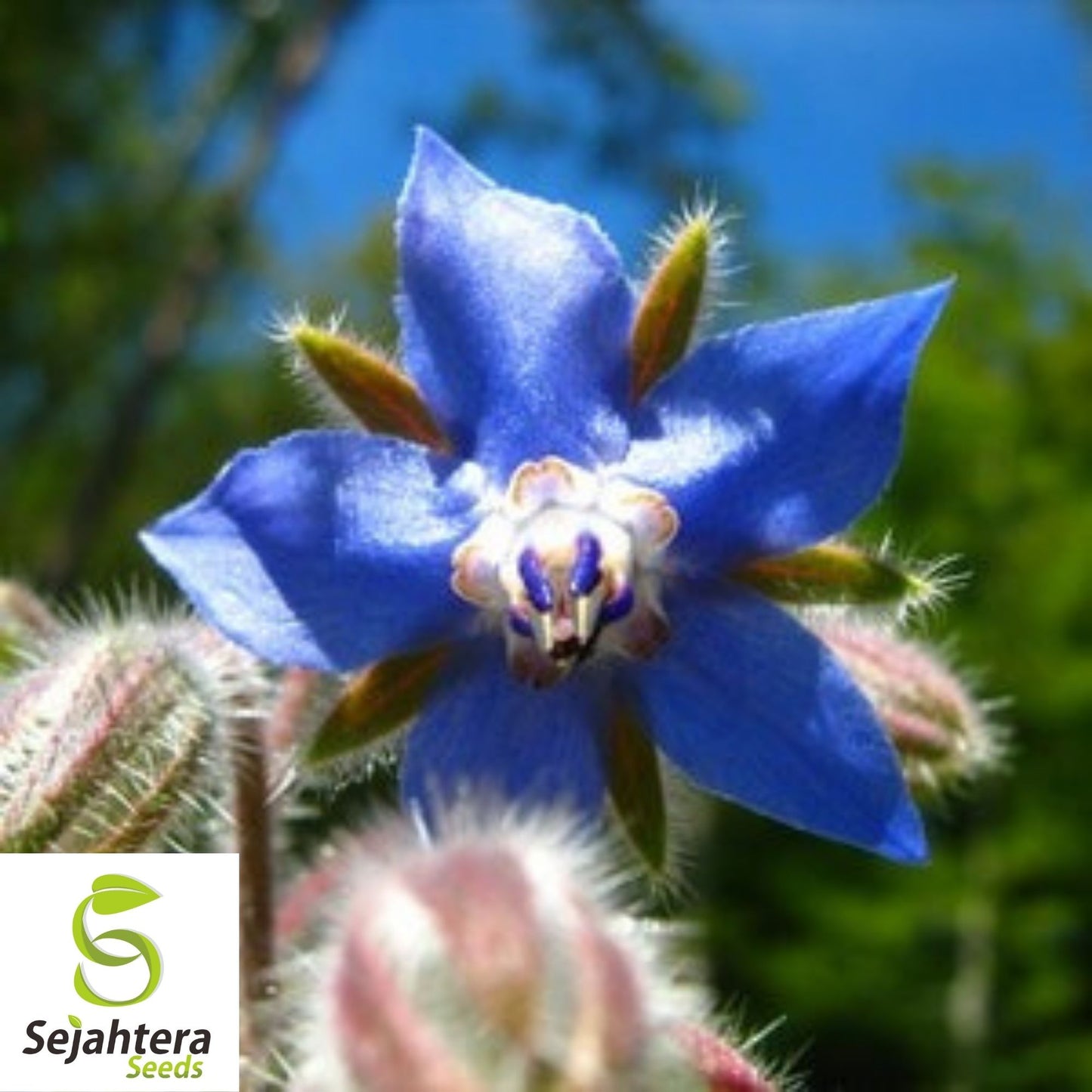 Borage Seeds 100 Ct | Common Herb & Deer-Resistant Flower NON-GMO USA