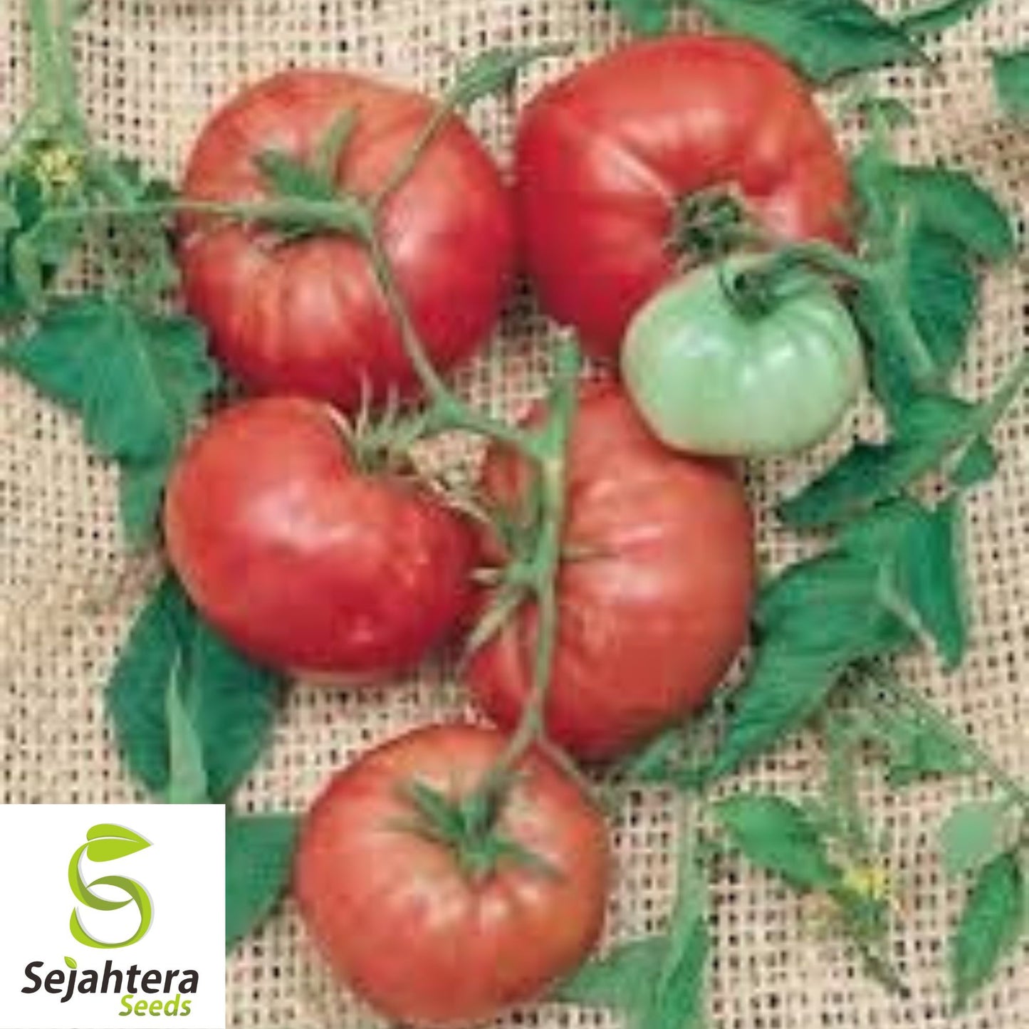 Trip-L-Crop Tomato Seeds - 120+ Heirloom - Giant 15ft Vines - Rare & Non-GMO