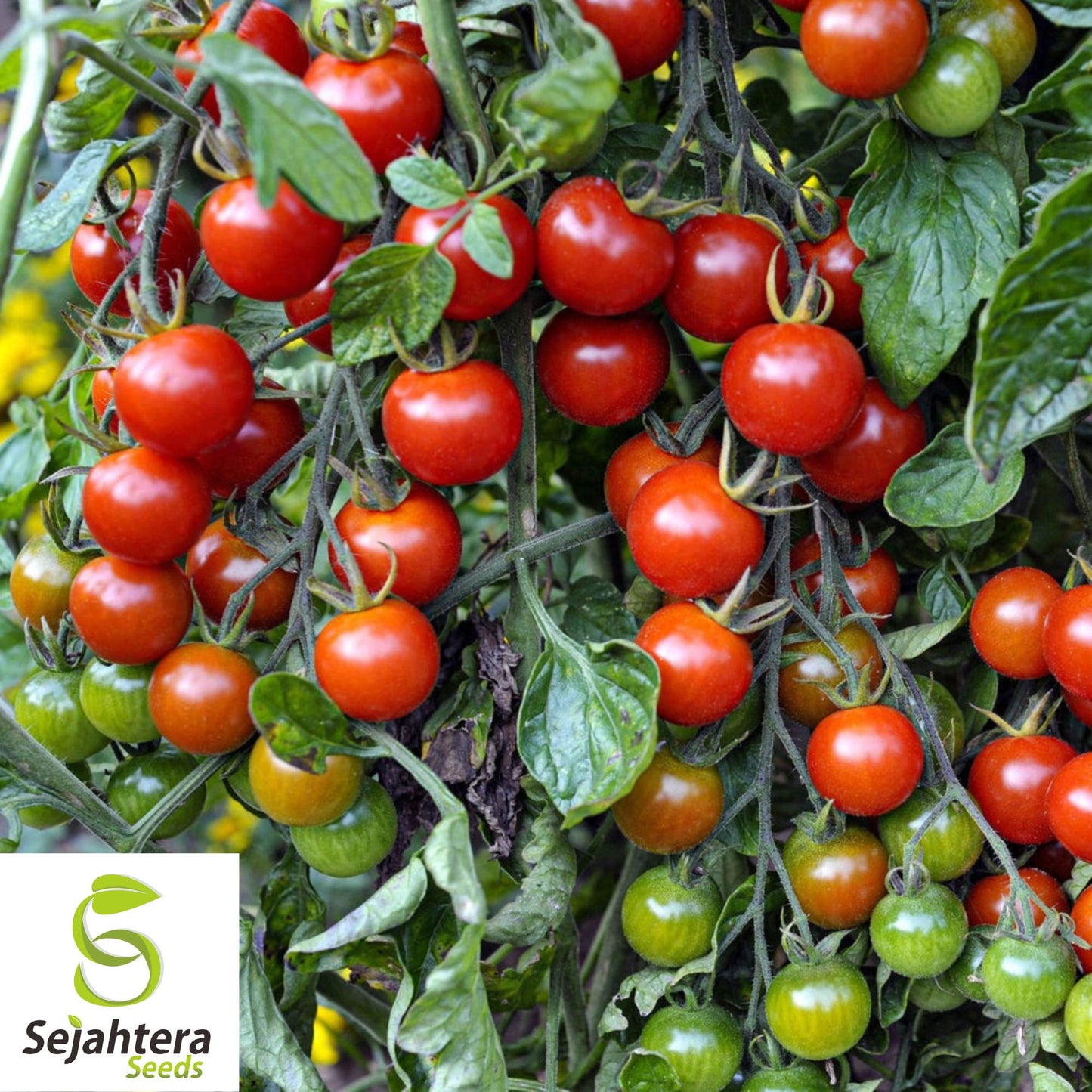 100+ Small Red Cherry Tomato Seeds - Non-GMO, Heirloom & Sweet Variety