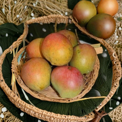 Bombay Mango Tree – Mangifera indica Grafted Live Tree | 2–4 Feet Tall | Indian Flavor Classic  Fiberless & Resinous | Vigorous Grower | Ships to All States
