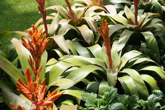 Bromeliad Plant Aechmea Patricia - Colorful Tropical Houseplant for Indoor Garden - Aechmea (Heat Pack Optional)
