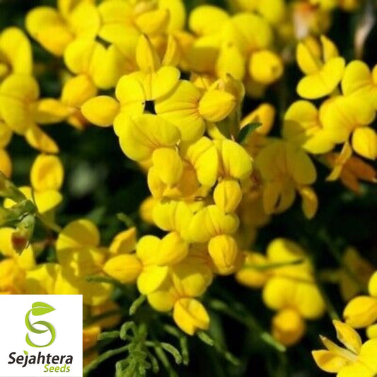 300+ Bird's Foot Trefoil Seeds - Lotus Corniculatus, Perennial Flower