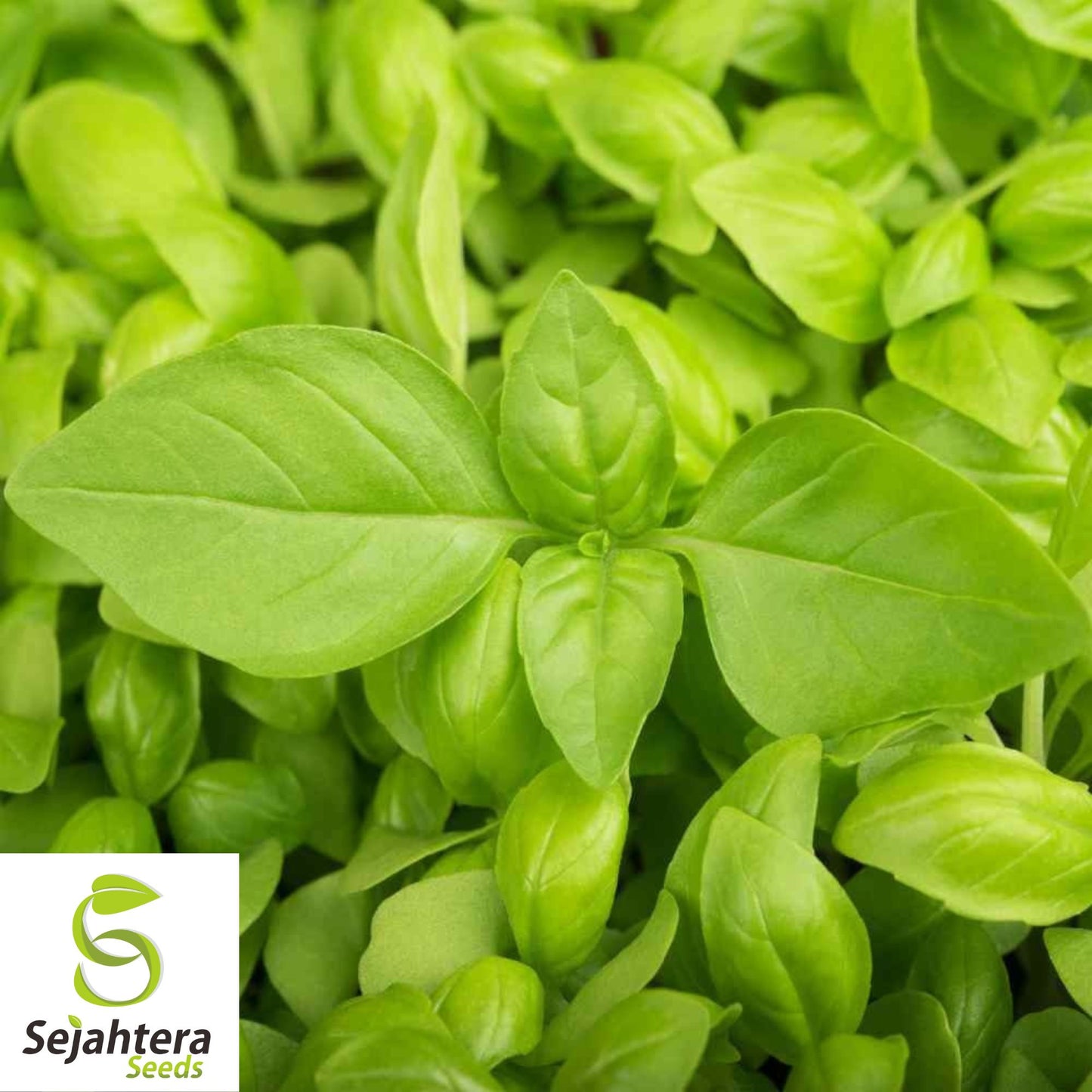 200 Lemon Basil Seeds - Non-GMO, Citrus-Scented Herb Variety