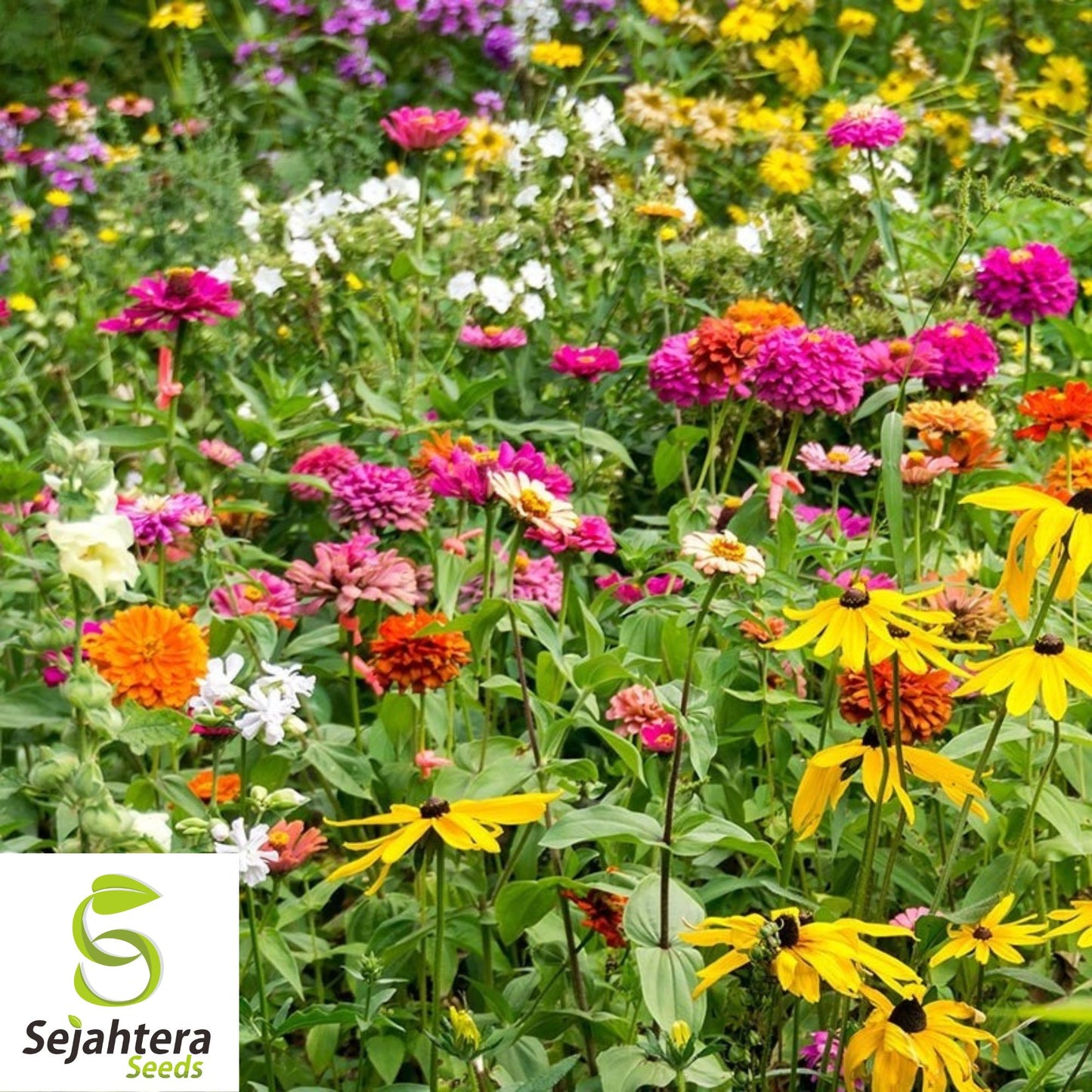 100+ Monarch Butterfly Wildflower Mix Seeds - Colorful Blooms & Milkweed