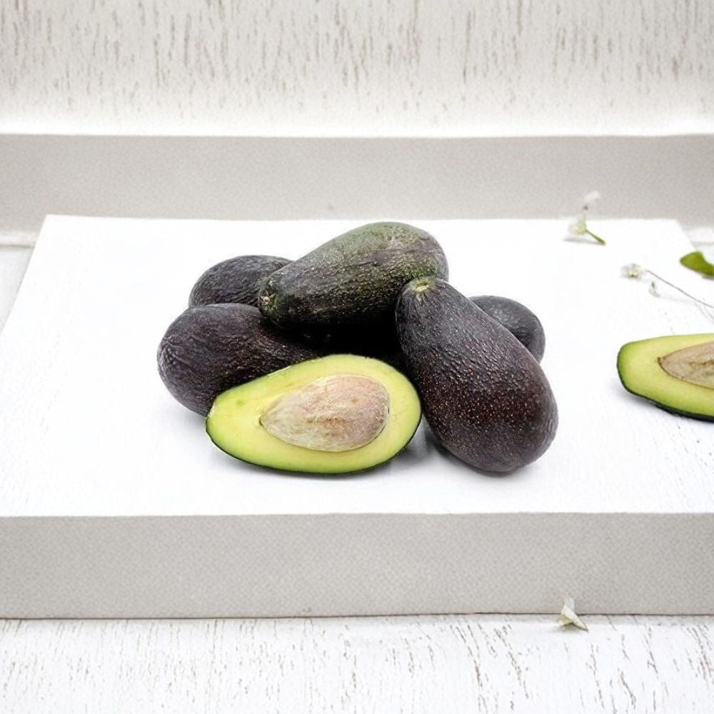 Avocado Tree – Persea americana  Live Avocado Fruit Tree | 3 Gallon Pot Grower’s Choice Variety • Hardy Selection • Seasonal Availability