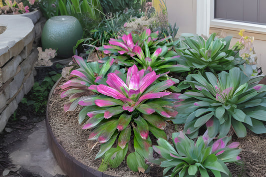 Neoregelia Passion Plant - Vibrant Chartreuse Green & Pink Foliage - Perfect for Landscape - Neoregelia spp.