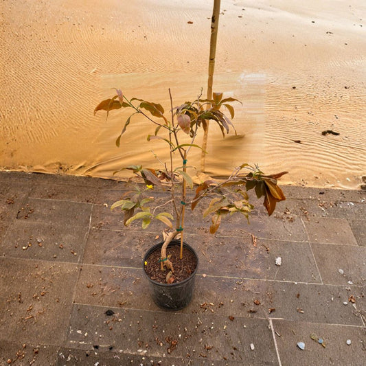 Mai Vàng Việt Nam – Ochna integerrima Live Flowering Tree | 1–2 Feet Tall | Shipped in 3 Gallon Pot  Vietnamese Apricot Blossom | Lunar New Year Plant | Bright Yellow Blooms
