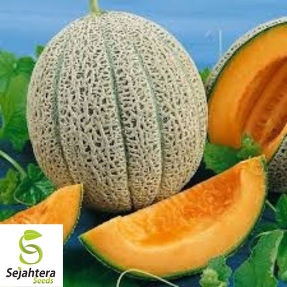 Hale's Best Jumbo Cantaloupe Seeds 50+ | Sweet Melon Fruit NON-GMO USA