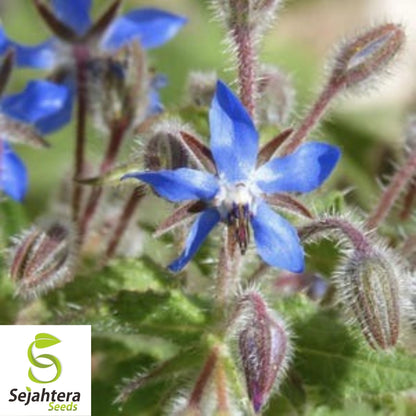 Borage Seeds 100 Ct | Common Herb & Deer-Resistant Flower NON-GMO USA