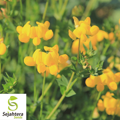 300+ Bird's Foot Trefoil Seeds - Lotus Corniculatus, Perennial Flower