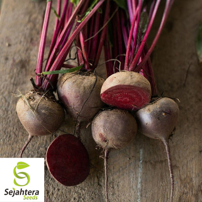 Crosby’s Egyptian Beet Seeds 100 Ct | Heirloom Vegetable NON-GMO USA