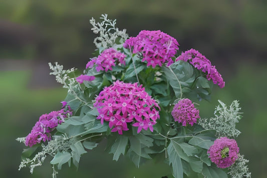 Large Purple Pentas Plant 6in Pot - Butterfly Magnet - Pentas lanceolata