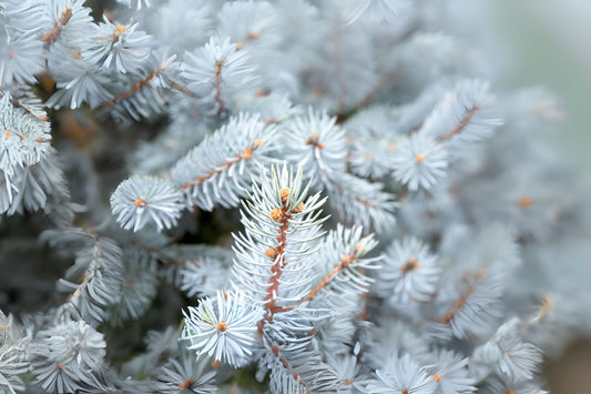 Blue Spruce (Picea pungens var. glauca CO San Juan)