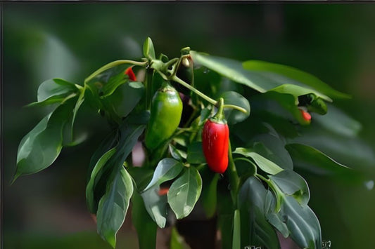 Organic Jalapeno Pepper Seeds 10 Pack - Capsicum annuum 'Jalapeño' - Hand Collected for Home Gardening