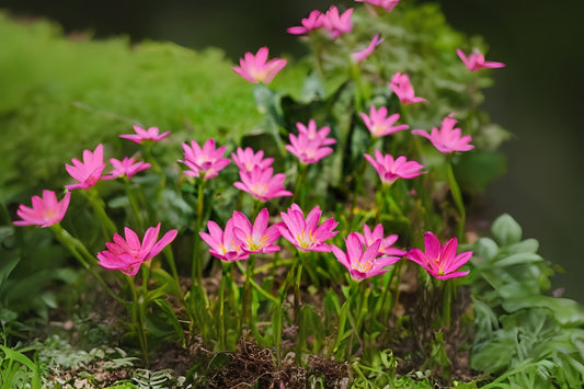 5 Bulb Rainlily Pink, Zephyr Lily, Fairy Lily - Zephyranthes, Amaryllidaceae, Charming Pink Flowers for Gardens