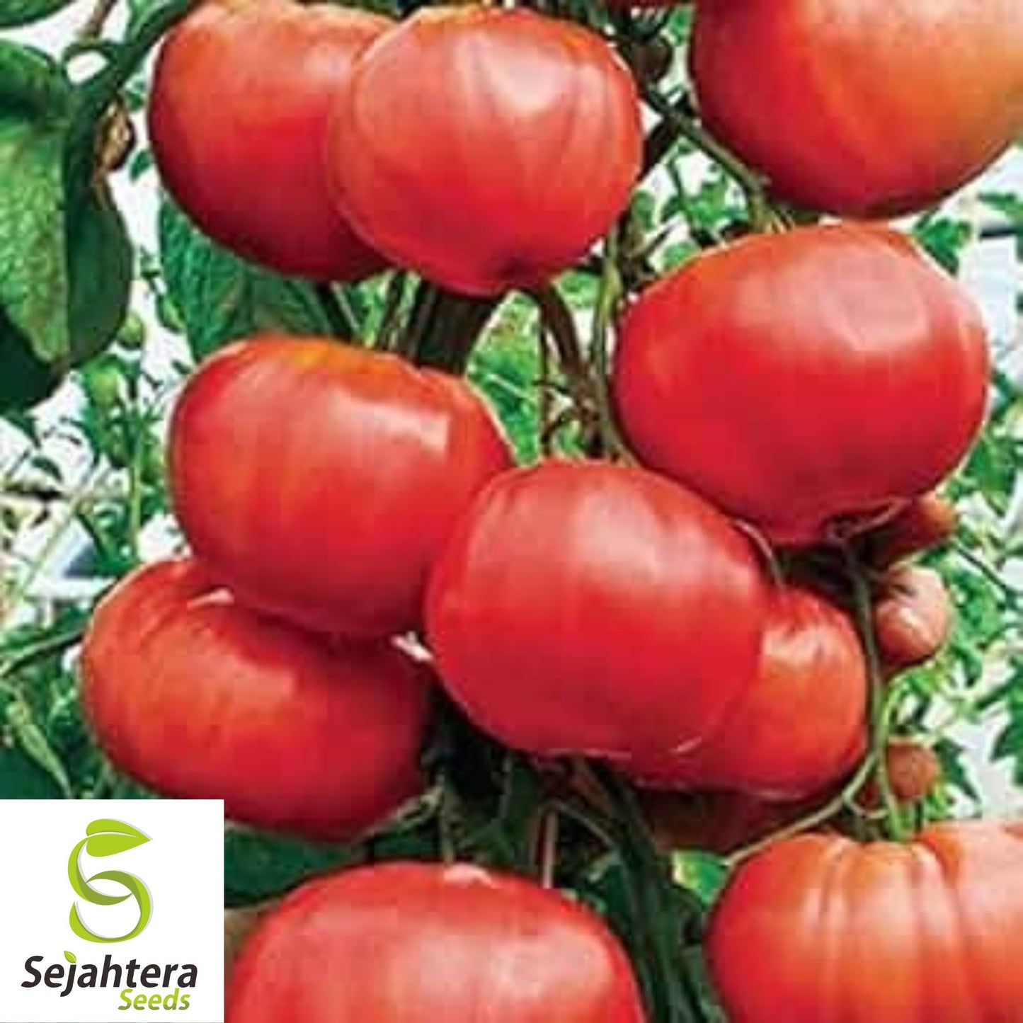 Trip-L-Crop Tomato Seeds - 120+ Heirloom - Giant 15ft Vines - Rare & Non-GMO