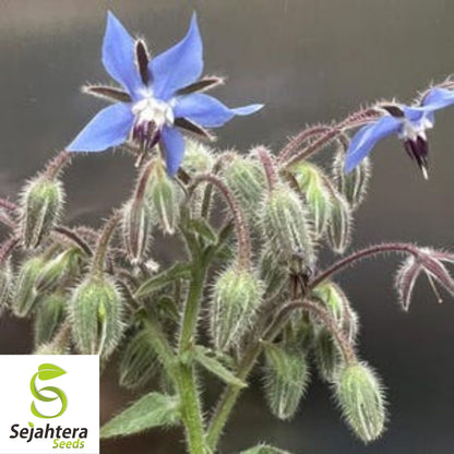Borage Seeds 100 Ct | Common Herb & Deer-Resistant Flower NON-GMO USA