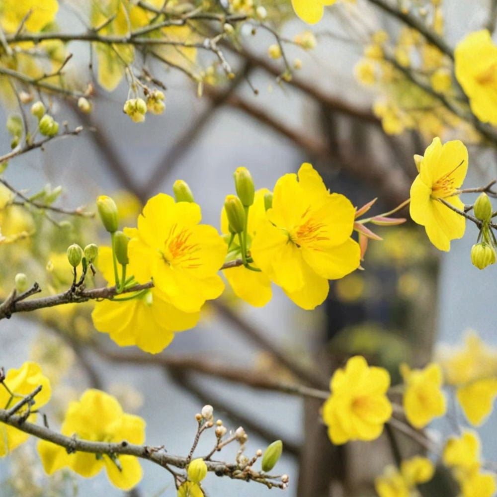 Mai Vàng Việt Nam – Ochna integerrima Live Flowering Tree | 1–2 Feet Tall | Shipped in 3 Gallon Pot  Vietnamese Apricot Blossom | Lunar New Year Plant | Bright Yellow Blooms