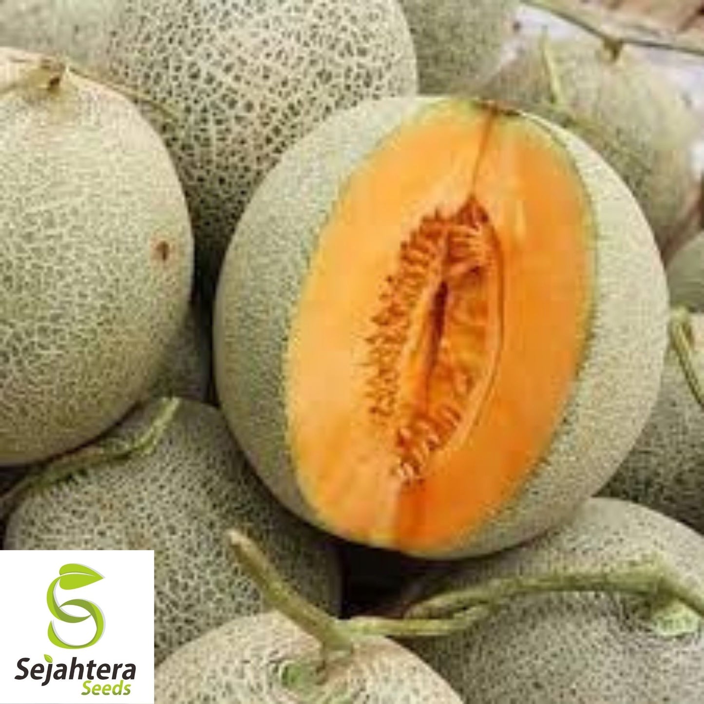 Hale's Best Jumbo Cantaloupe Seeds 50+ | Sweet Melon Fruit NON-GMO USA