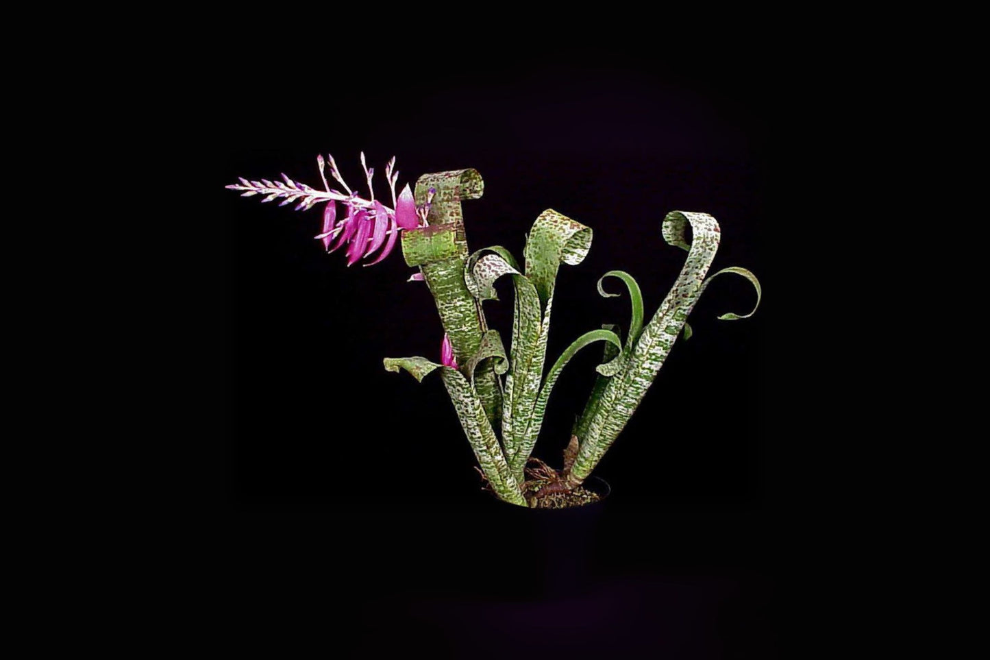 Quesnelia Marmorata Plant in 5" Pot - Silver-Green Mottled Foliage with Purple Flowers - Tropical Bromeliad