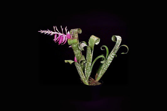 Quesnelia Marmorata Plant in 5" Pot - Silver-Green Mottled Foliage with Purple Flowers - Tropical Bromeliad