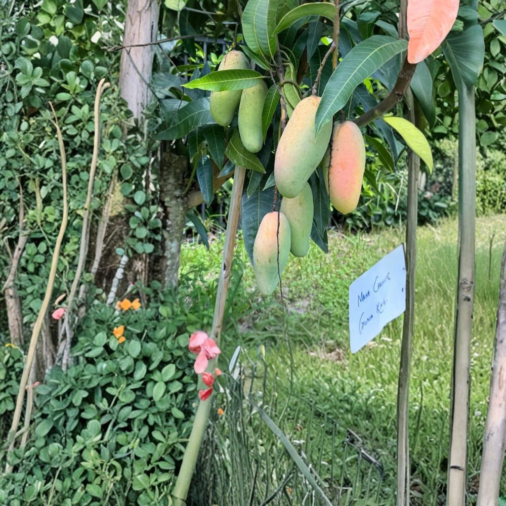 Maha Chanook Thai Mango Tree – Mangifera indica Grafted Live Tree | 2–3 Feet Tall | 3 Gallon Pot  Elegant Thai Variety | Fiberless & Sweet | Premium Flavor