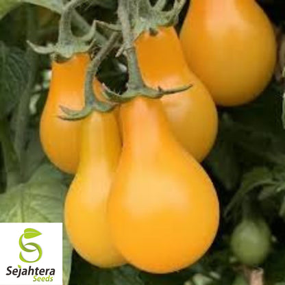 Yellow Pear Tomato Seeds - 120+ Heirloom, Organic, Non-GMO & Sweet