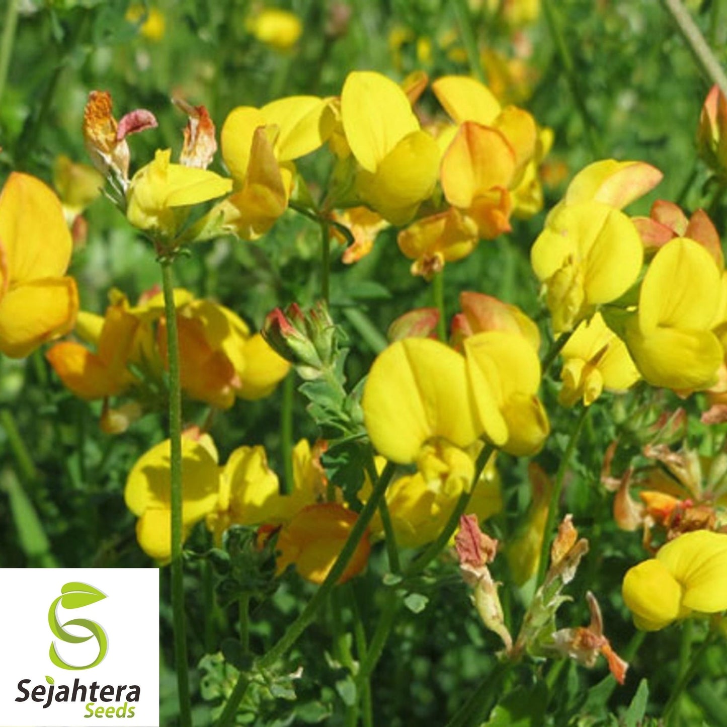300+ Bird's Foot Trefoil Seeds - Lotus Corniculatus, Perennial Flower