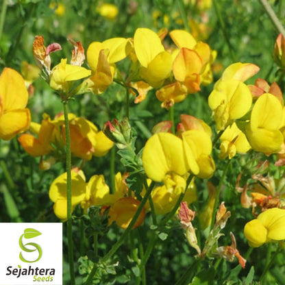 300+ Bird's Foot Trefoil Seeds - Lotus Corniculatus, Perennial Flower