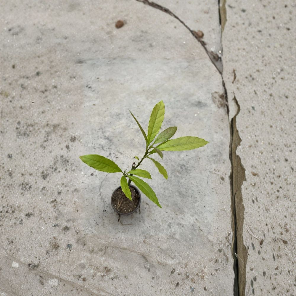 Avocado Tree – Persea americana  Live Avocado Seedling | 15” Tall – Trimmed & Ready to Plant Tropical Fruit Tree • Garden or Container Growing